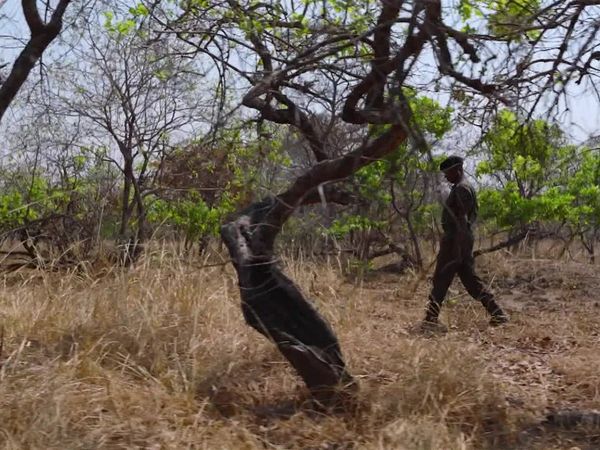 Dateline - Safari Story