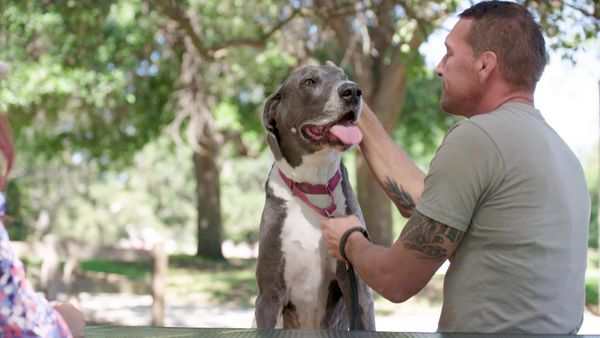Lucky Dog Reunions - Gentle Giants