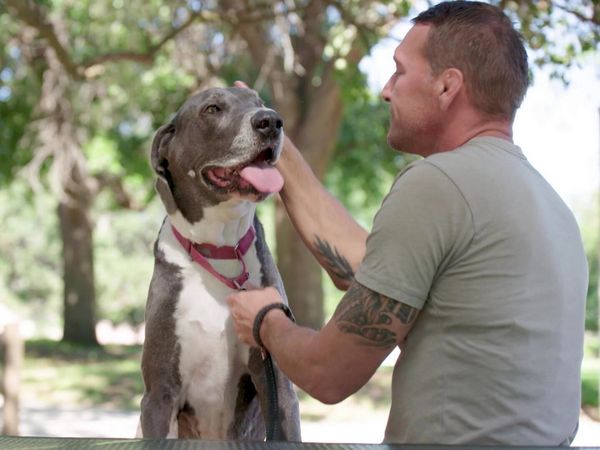 Lucky Dog Reunions - Gentle Giants
