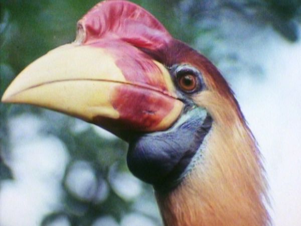 L'opera selvaggia - Viaggio alle Celebes