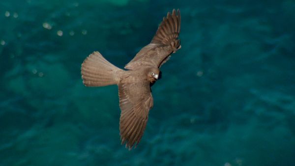 Natura italiana - Dal Po alla Sardegna un viaggio nel mondo degli uccelli