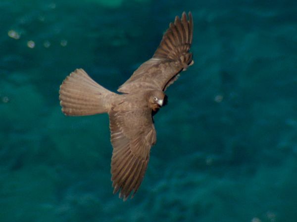 Natura italiana - Dal Po alla Sardegna un viaggio nel mondo degli uccelli