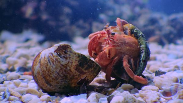 Natura italiana - Nell'acqua alla scoperta della vita