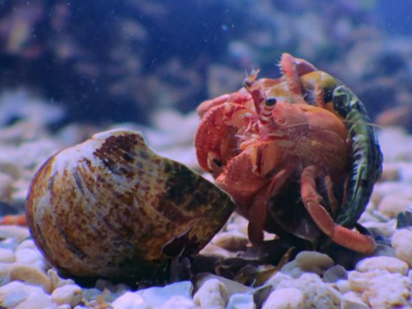 Natura italiana - Nell'acqua alla scoperta della vita