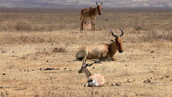 Natura italiana - I grandi mammiferi tra mito e realtà