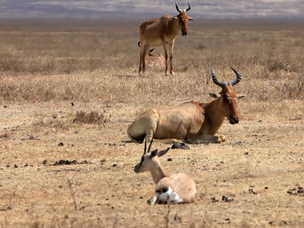 Natura italiana - I grandi mammiferi tra mito e realtà