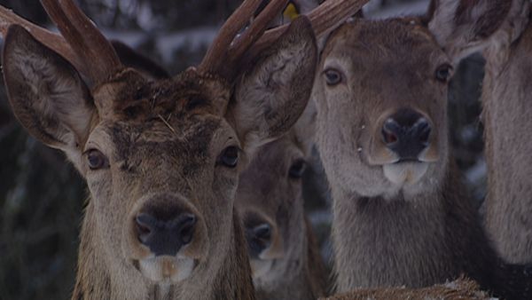 Alla scoperta della natura - Miraggi d'inverno