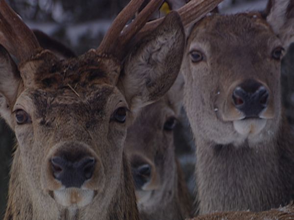 Alla scoperta della natura - Miraggi d'inverno