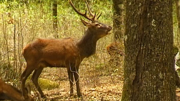 Alla scoperta della natura - Re delle foreste sarde