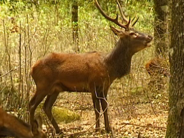 Alla scoperta della natura - Re delle foreste sarde