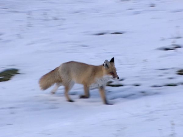 Alla scoperta della natura - Fragole e sangue