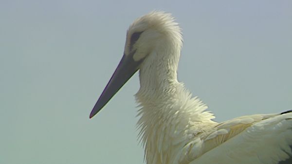 Alla scoperta della natura - Cilento, l'oasi della vita