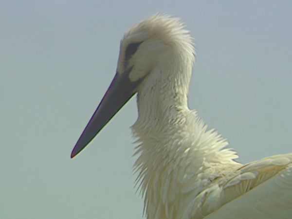 Alla scoperta della natura - Cilento, l'oasi della vita