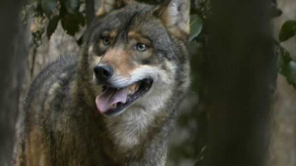 Alla scoperta della natura - Il respiro della foresta