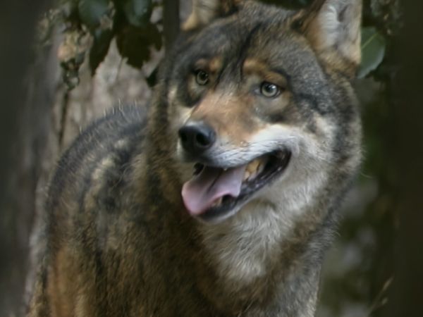 Alla scoperta della natura - Il respiro della foresta