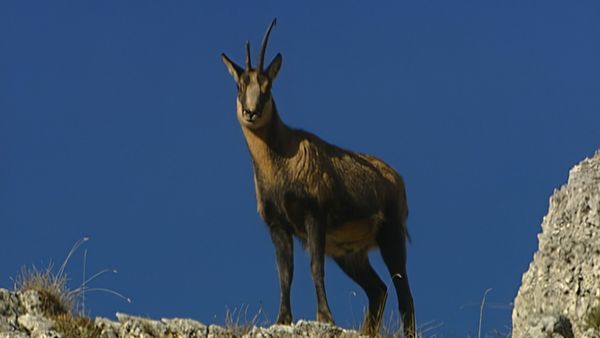 Alla scoperta della natura - Yellowstone d'Abruzzo
