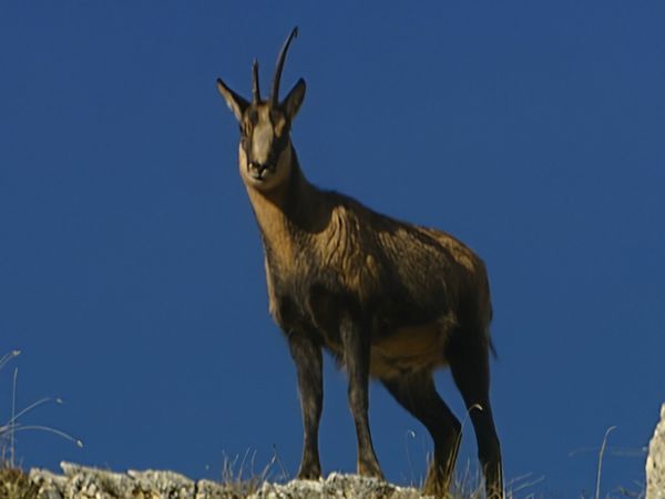 Alla scoperta della natura - Yellowstone d'Abruzzo