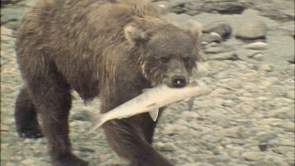 Bellezza selvaggia - Salmoni e castori nel Nord dell'Alaska