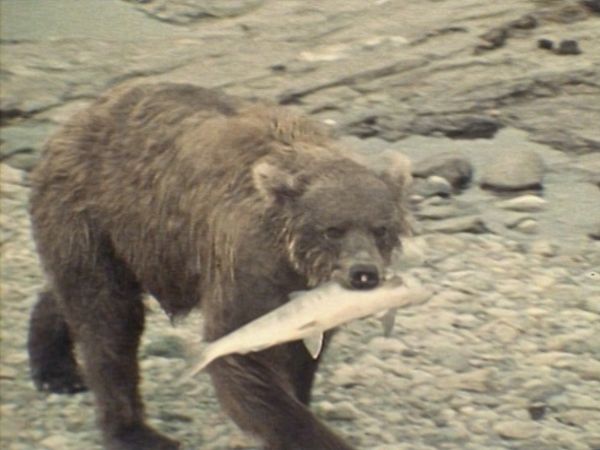Bellezza selvaggia - Salmoni e castori nel Nord dell'Alaska