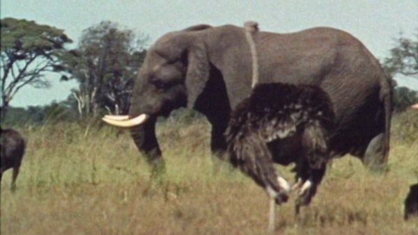 Bellezza selvaggia - Racconto africano