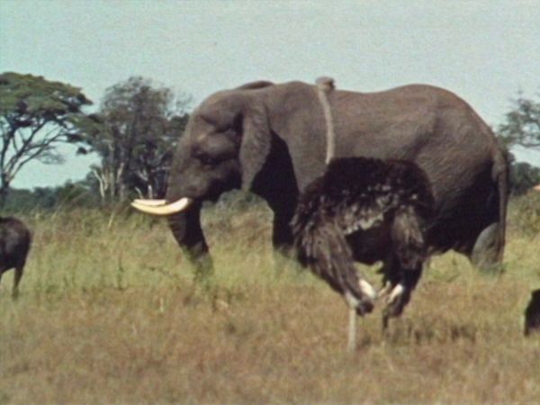 Bellezza selvaggia - Racconto africano