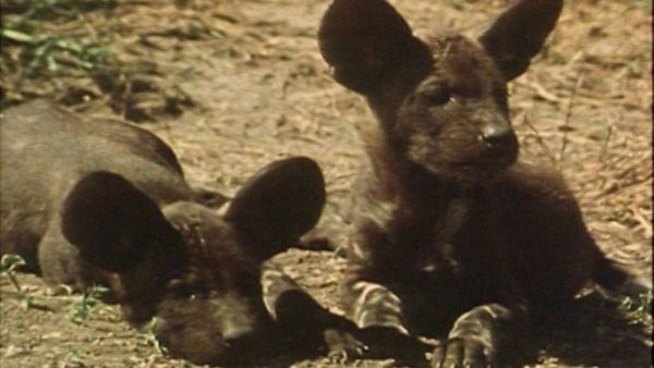 Bellezza selvaggia - Africa: I Licaoni