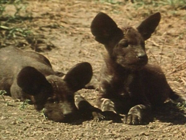 Bellezza selvaggia - Africa: I Licaoni