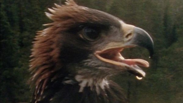 Bellezza selvaggia - Animali del freddo