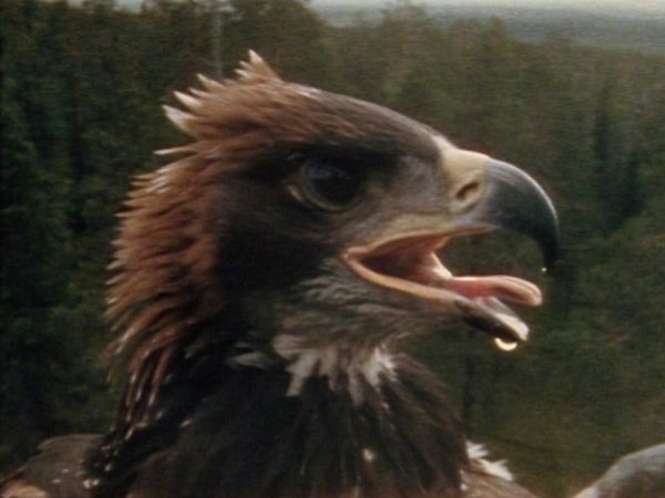 Bellezza selvaggia - Animali del freddo
