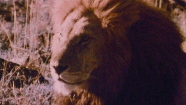 Bellezza selvaggia - L'Africa degli animali
