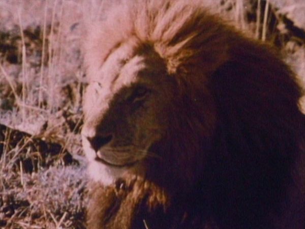 Bellezza selvaggia - L'Africa degli animali