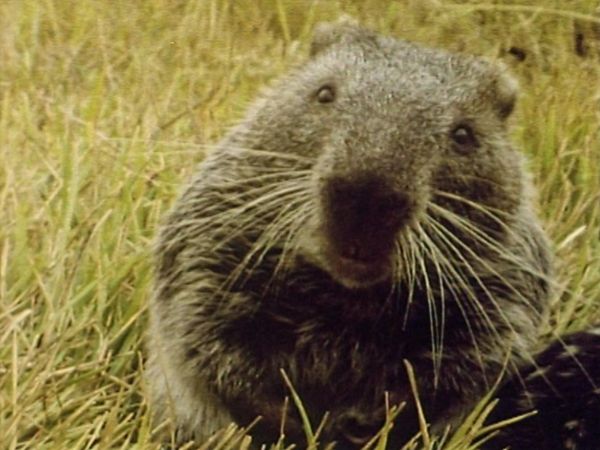 Bellezza selvaggia - I favolosi animali degli Incas