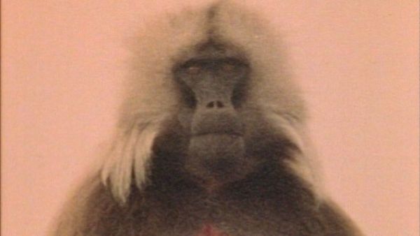 Bellezza selvaggia - Animali senza frontiere