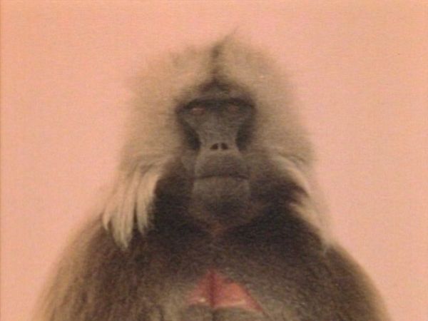 Bellezza selvaggia - Animali senza frontiere