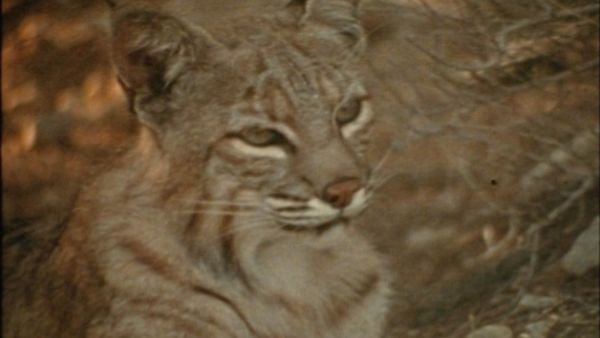 Bellezza selvaggia - Il tasso e la lince