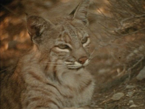 Bellezza selvaggia - Il tasso e la lince