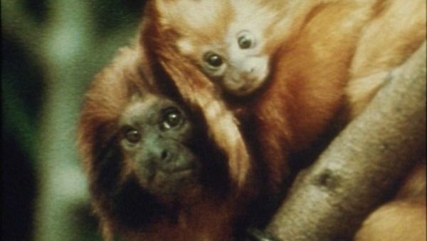 Bellezza selvaggia - Le scimmie dell'Amazzonia