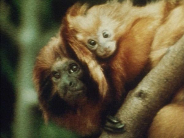 Bellezza selvaggia - Le scimmie dell'Amazzonia