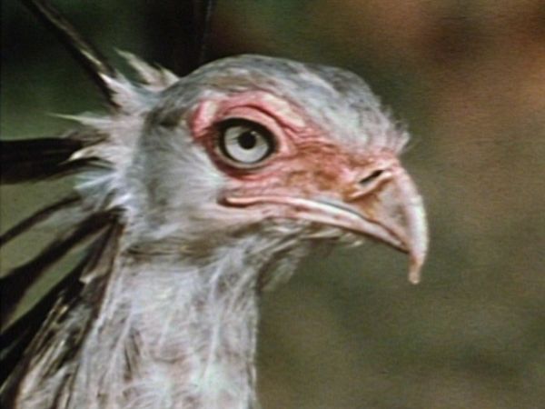 Bellezza selvaggia - Piume d'Africa