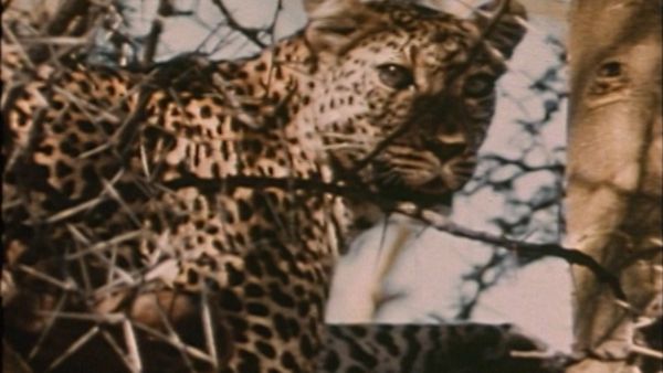 Bellezza selvaggia - Come in principio: l'Africa