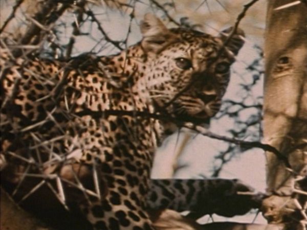 Bellezza selvaggia - Come in principio: l'Africa