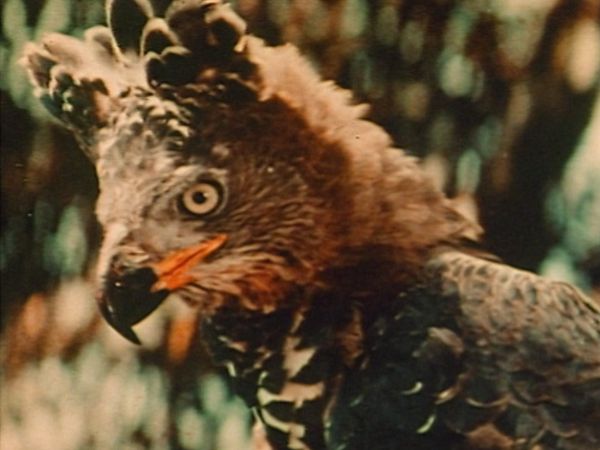 Bellezza selvaggia - Terra africana
