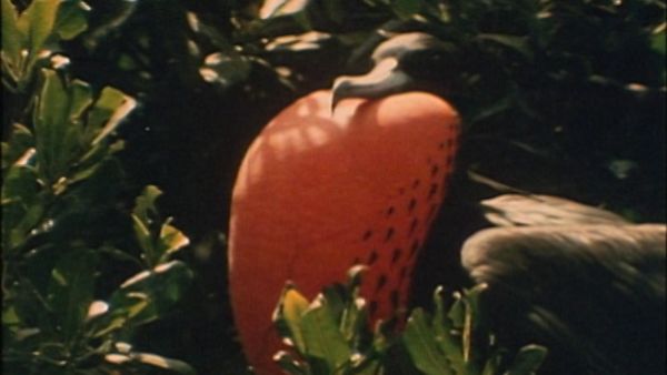 Bellezza selvaggia - Verso la terra del fuoco