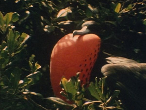 Bellezza selvaggia - Verso la terra del fuoco