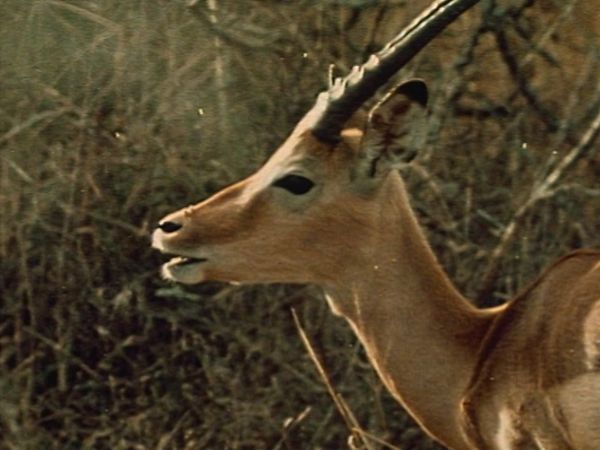 Bellezza selvaggia - Africa sognata
