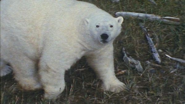 Bellezza selvaggia - Animali delle Regioni polari