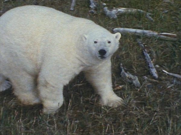 Bellezza selvaggia - Animali delle Regioni polari