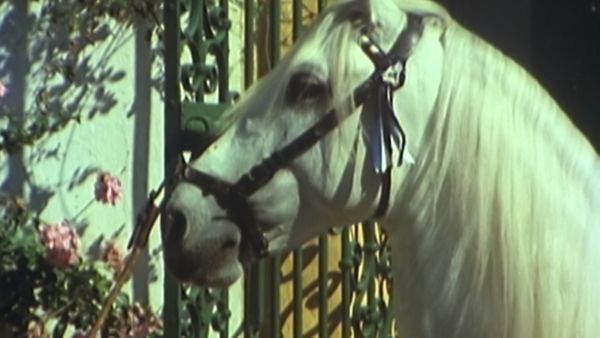 Gli ultimi grandi cavalieri - La danza del cavaliere andaluso