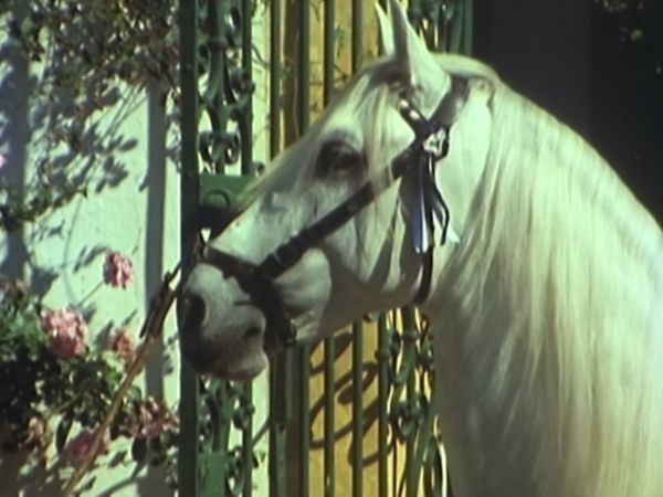 Gli ultimi grandi cavalieri - La danza del cavaliere andaluso
