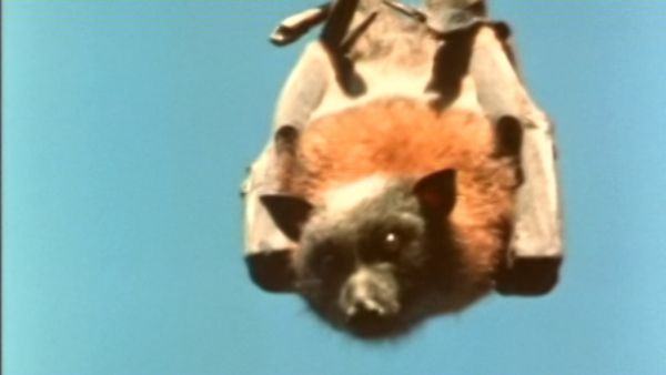 Vero o Falso? - Chi ha paura dei pipistrelli? - Lupus in fabula